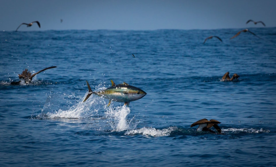 Off shore fishing